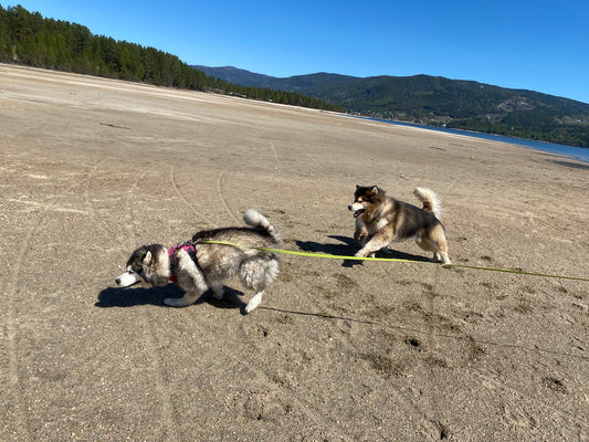 Mit Hunden in Norwegen, Teil 2