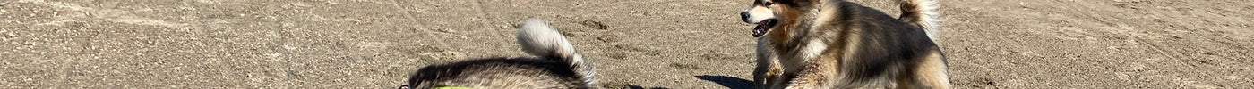 Mit Hunden in Norwegen, Teil 2