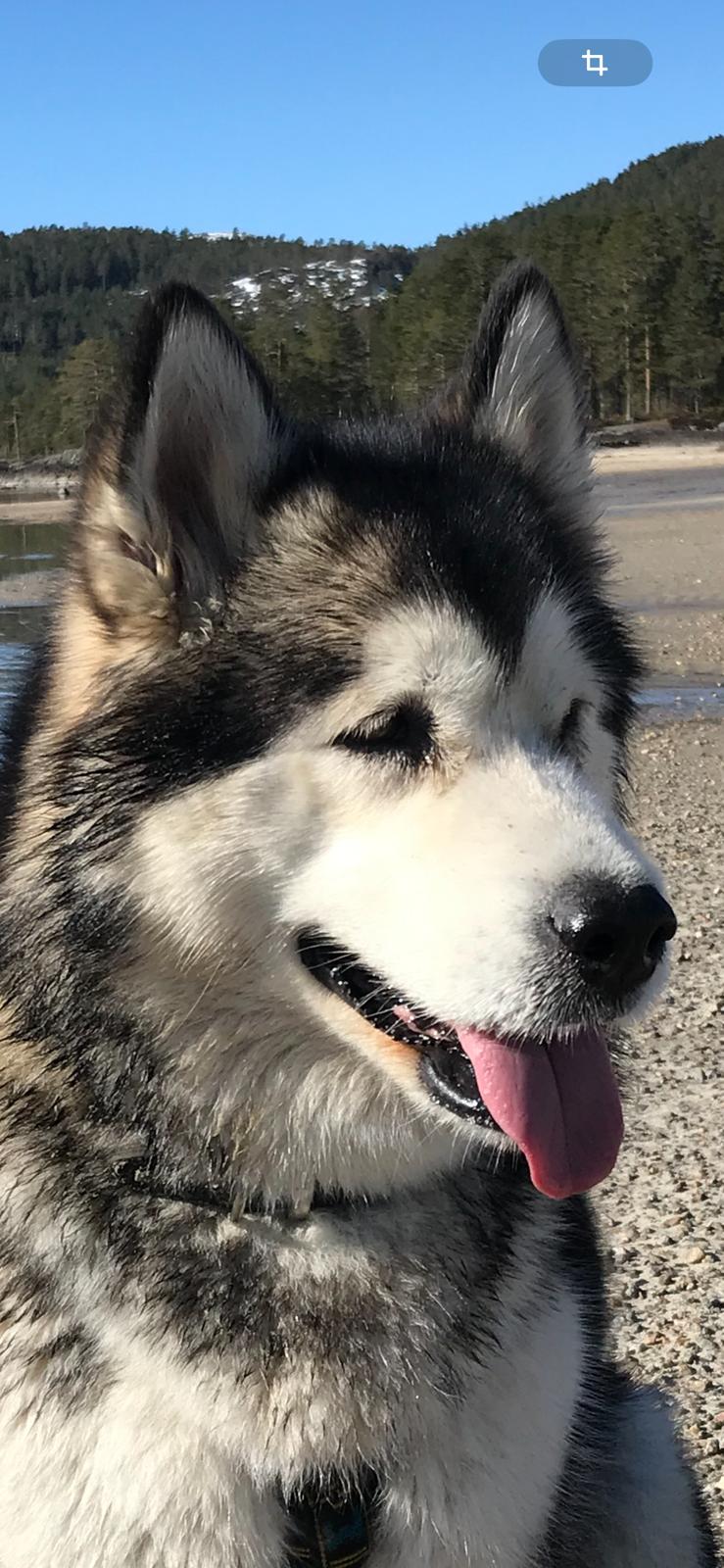 Schlittenhund Tour,  Achtsamkeit