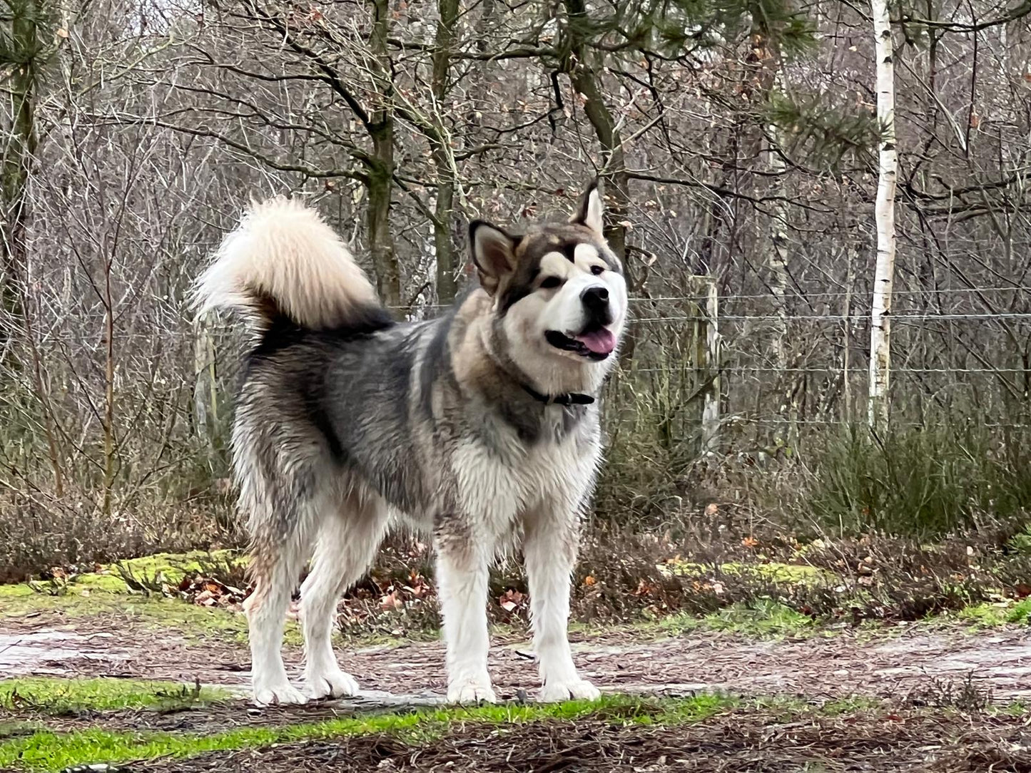 Schlittenhund Tour,  Achtsamkeit